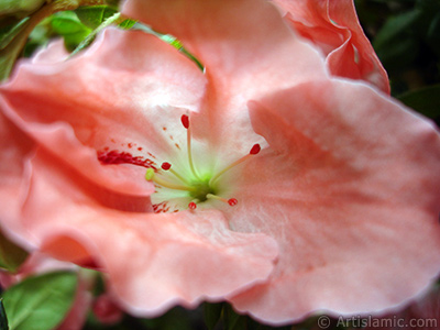 Pink color Azalea -Rhododendron- flower. <i>(Family: Ericaceae, Species: Rhododendron, Azalea)</i> <br>Photo Date: January 2011, Location: Turkey/Istanbul-Mother`s Flowers, By: Artislamic.com