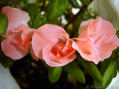 Pink color Azalea -Rhododendron- flower. <i>(Family: Ericaceae, Species: Rhododendron, Azalea)</i> <br>Photo Date: January 2011, Location: Turkey/Istanbul-Mother`s Flowers, By: Artislamic.com