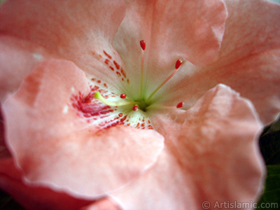 Pink color Azalea -Rhododendron- flower. <i>(Family: Ericaceae, Species: Rhododendron, Azalea)</i> <br>Photo Date: January 2011, Location: Turkey/Istanbul-Mother`s Flowers, By: Artislamic.com