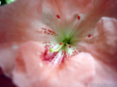 Pink color Azalea -Rhododendron- flower. <i>(Family: Ericaceae, Species: Rhododendron, Azalea)</i> <br>Photo Date: January 2011, Location: Turkey/Istanbul-Mother`s Flowers, By: Artislamic.com