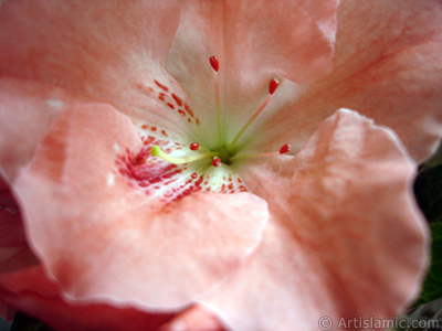 Pembe aelya iei resmi. <i>(Ailesi: Ericaceae, Tr: Rhododendron, Azalea)</i> <br>ekim Tarihi: Ocak 2011, Yer: stanbul-Annemin iekleri, Fotoraf: islamiSanat.net