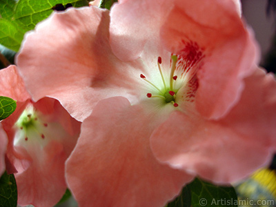 Pink color Azalea -Rhododendron- flower. <i>(Family: Ericaceae, Species: Rhododendron, Azalea)</i> <br>Photo Date: January 2011, Location: Turkey/Istanbul-Mother`s Flowers, By: Artislamic.com