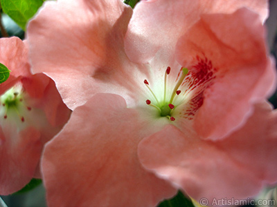 Pink color Azalea -Rhododendron- flower. <i>(Family: Ericaceae, Species: Rhododendron, Azalea)</i> <br>Photo Date: January 2011, Location: Turkey/Istanbul-Mother`s Flowers, By: Artislamic.com