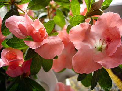 Pembe aelya iei resmi. <i>(Ailesi: Ericaceae, Tr: Rhododendron, Azalea)</i> <br>ekim Tarihi: Ocak 2011, Yer: stanbul-Annemin iekleri, Fotoraf: islamiSanat.net