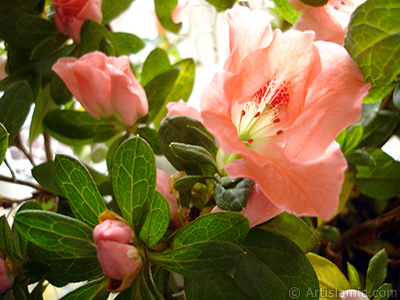 Pembe aelya iei resmi. <i>(Ailesi: Ericaceae, Tr: Rhododendron, Azalea)</i> <br>ekim Tarihi: Ocak 2011, Yer: stanbul-Annemin iekleri, Fotoraf: islamiSanat.net