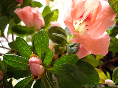 Pembe aelya iei resmi. <i>(Ailesi: Ericaceae, Tr: Rhododendron, Azalea)</i> <br>ekim Tarihi: Ocak 2011, Yer: stanbul-Annemin iekleri, Fotoraf: islamiSanat.net