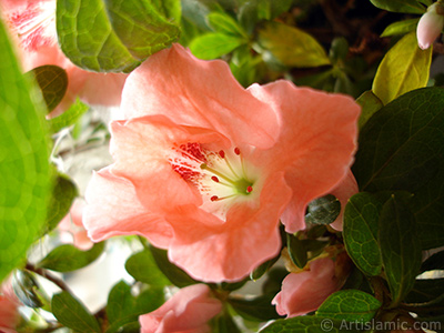 Pembe aelya iei resmi. <i>(Ailesi: Ericaceae, Tr: Rhododendron, Azalea)</i> <br>ekim Tarihi: Ocak 2011, Yer: stanbul-Annemin iekleri, Fotoraf: islamiSanat.net