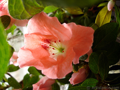 Pink color Azalea -Rhododendron- flower. <i>(Family: Ericaceae, Species: Rhododendron, Azalea)</i> <br>Photo Date: January 2011, Location: Turkey/Istanbul-Mother`s Flowers, By: Artislamic.com