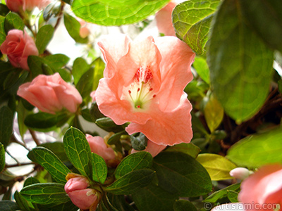 Pembe aelya iei resmi. <i>(Ailesi: Ericaceae, Tr: Rhododendron, Azalea)</i> <br>ekim Tarihi: Ocak 2011, Yer: stanbul-Annemin iekleri, Fotoraf: islamiSanat.net