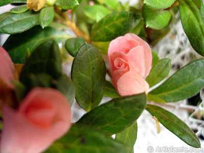 Pink color Azalea -Rhododendron- flower. <i>(Family: Ericaceae, Species: Rhododendron, Azalea)</i> <br>Photo Date: January 2011, Location: Turkey/Istanbul-Mother`s Flowers, By: Artislamic.com