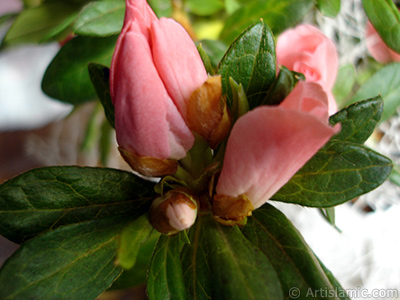 Pink color Azalea -Rhododendron- flower. <i>(Family: Ericaceae, Species: Rhododendron, Azalea)</i> <br>Photo Date: January 2011, Location: Turkey/Istanbul-Mother`s Flowers, By: Artislamic.com