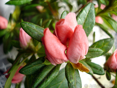 Pembe aelya iei resmi. <i>(Ailesi: Ericaceae, Tr: Rhododendron, Azalea)</i> <br>ekim Tarihi: Ocak 2011, Yer: stanbul-Annemin iekleri, Fotoraf: islamiSanat.net