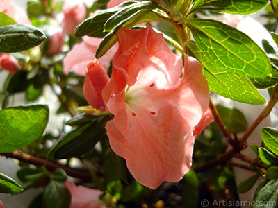 Pembe aelya iei resmi. <i>(Ailesi: Ericaceae, Tr: Rhododendron, Azalea)</i> <br>ekim Tarihi: Ocak 2011, Yer: stanbul-Annemin iekleri, Fotoraf: islamiSanat.net