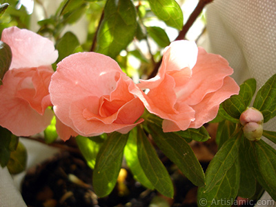 Pink color Azalea -Rhododendron- flower. <i>(Family: Ericaceae, Species: Rhododendron, Azalea)</i> <br>Photo Date: January 2011, Location: Turkey/Istanbul-Mother`s Flowers, By: Artislamic.com