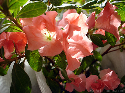 Pembe aelya iei resmi. <i>(Ailesi: Ericaceae, Tr: Rhododendron, Azalea)</i> <br>ekim Tarihi: Ocak 2011, Yer: stanbul-Annemin iekleri, Fotoraf: islamiSanat.net