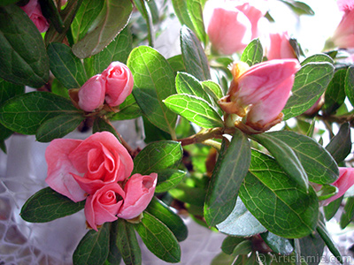 Pink color Azalea -Rhododendron- flower. <i>(Family: Ericaceae, Species: Rhododendron, Azalea)</i> <br>Photo Date: January 2011, Location: Turkey/Istanbul-Mother`s Flowers, By: Artislamic.com