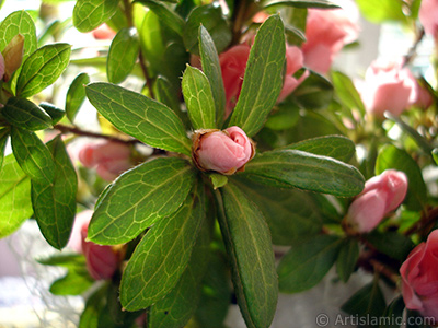 Pembe aelya iei resmi. <i>(Ailesi: Ericaceae, Tr: Rhododendron, Azalea)</i> <br>ekim Tarihi: Ocak 2011, Yer: stanbul-Annemin iekleri, Fotoraf: islamiSanat.net