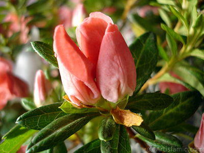 Pink color Azalea -Rhododendron- flower. <i>(Family: Ericaceae, Species: Rhododendron, Azalea)</i> <br>Photo Date: January 2011, Location: Turkey/Istanbul-Mother`s Flowers, By: Artislamic.com