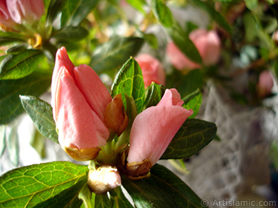 Pembe aelya iei resmi. <i>(Ailesi: Ericaceae, Tr: Rhododendron, Azalea)</i> <br>ekim Tarihi: Ocak 2011, Yer: stanbul-Annemin iekleri, Fotoraf: islamiSanat.net