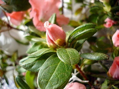 Pembe aelya iei resmi. <i>(Ailesi: Ericaceae, Tr: Rhododendron, Azalea)</i> <br>ekim Tarihi: Ocak 2011, Yer: stanbul-Annemin iekleri, Fotoraf: islamiSanat.net