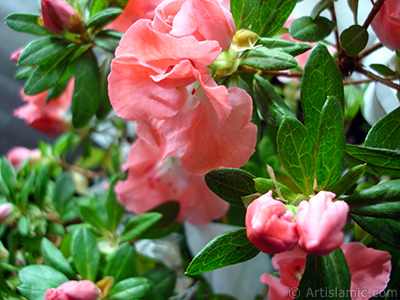 Pembe aelya iei resmi. <i>(Ailesi: Ericaceae, Tr: Rhododendron, Azalea)</i> <br>ekim Tarihi: Ocak 2011, Yer: stanbul-Annemin iekleri, Fotoraf: islamiSanat.net