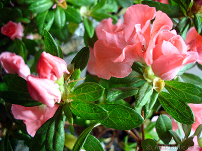 Pink color Azalea -Rhododendron- flower. <i>(Family: Ericaceae, Species: Rhododendron, Azalea)</i> <br>Photo Date: January 2011, Location: Turkey/Istanbul-Mother`s Flowers, By: Artislamic.com