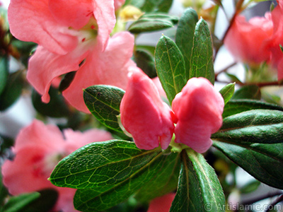 Pembe aelya iei resmi. <i>(Ailesi: Ericaceae, Tr: Rhododendron, Azalea)</i> <br>ekim Tarihi: Ocak 2011, Yer: stanbul-Annemin iekleri, Fotoraf: islamiSanat.net