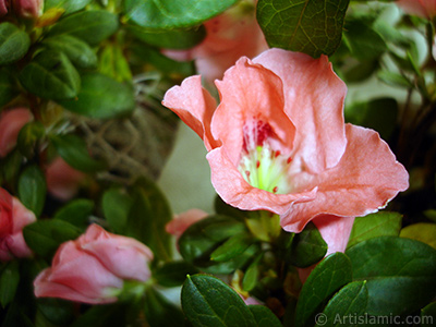 Pink color Azalea -Rhododendron- flower. <i>(Family: Ericaceae, Species: Rhododendron, Azalea)</i> <br>Photo Date: January 2011, Location: Turkey/Istanbul-Mother`s Flowers, By: Artislamic.com