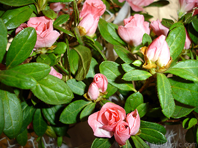 Pink color Azalea -Rhododendron- flower. <i>(Family: Ericaceae, Species: Rhododendron, Azalea)</i> <br>Photo Date: January 2011, Location: Turkey/Istanbul-Mother`s Flowers, By: Artislamic.com