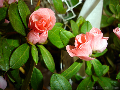 Pink color Azalea -Rhododendron- flower. <i>(Family: Ericaceae, Species: Rhododendron, Azalea)</i> <br>Photo Date: January 2011, Location: Turkey/Istanbul-Mother`s Flowers, By: Artislamic.com