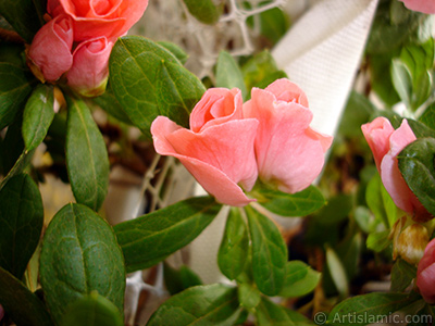 Pembe aelya iei resmi. <i>(Ailesi: Ericaceae, Tr: Rhododendron, Azalea)</i> <br>ekim Tarihi: Ocak 2011, Yer: stanbul-Annemin iekleri, Fotoraf: islamiSanat.net