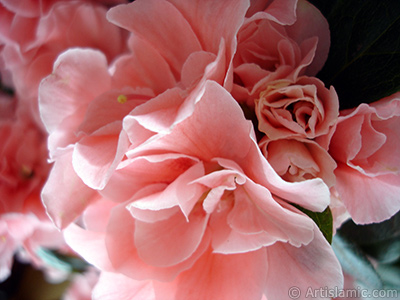 Pink color Azalea -Rhododendron- flower. <i>(Family: Ericaceae, Species: Rhododendron, Azalea)</i> <br>Photo Date: April 2010, Location: Turkey/Istanbul-Mother`s Flowers, By: Artislamic.com