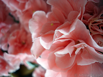 Pink color Azalea -Rhododendron- flower. <i>(Family: Ericaceae, Species: Rhododendron, Azalea)</i> <br>Photo Date: April 2010, Location: Turkey/Istanbul-Mother`s Flowers, By: Artislamic.com