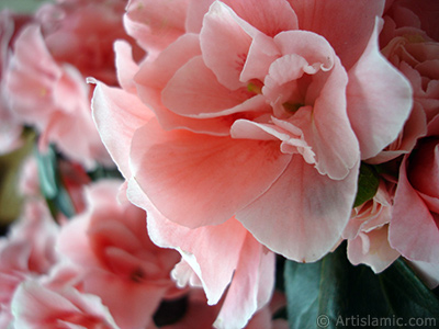 Pink color Azalea -Rhododendron- flower. <i>(Family: Ericaceae, Species: Rhododendron, Azalea)</i> <br>Photo Date: April 2010, Location: Turkey/Istanbul-Mother`s Flowers, By: Artislamic.com