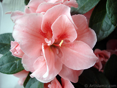 Pembe aelya iei resmi. <i>(Ailesi: Ericaceae, Tr: Rhododendron, Azalea)</i> <br>ekim Tarihi: Nisan 2010, Yer: stanbul-Annemin iekleri, Fotoraf: islamiSanat.net