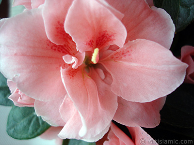 Pink color Azalea -Rhododendron- flower. <i>(Family: Ericaceae, Species: Rhododendron, Azalea)</i> <br>Photo Date: April 2010, Location: Turkey/Istanbul-Mother`s Flowers, By: Artislamic.com