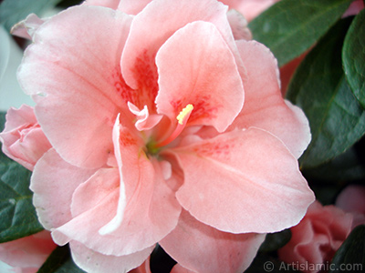 Pink color Azalea -Rhododendron- flower. <i>(Family: Ericaceae, Species: Rhododendron, Azalea)</i> <br>Photo Date: April 2010, Location: Turkey/Istanbul-Mother`s Flowers, By: Artislamic.com