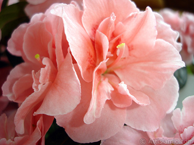 Pink color Azalea -Rhododendron- flower. <i>(Family: Ericaceae, Species: Rhododendron, Azalea)</i> <br>Photo Date: April 2010, Location: Turkey/Istanbul-Mother`s Flowers, By: Artislamic.com