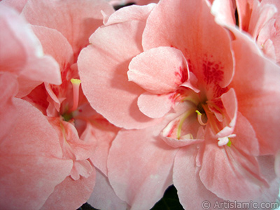 Pink color Azalea -Rhododendron- flower. <i>(Family: Ericaceae, Species: Rhododendron, Azalea)</i> <br>Photo Date: April 2010, Location: Turkey/Istanbul-Mother`s Flowers, By: Artislamic.com