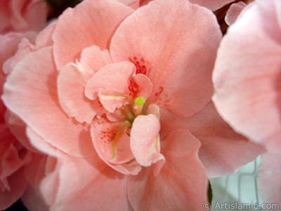 Pink color Azalea -Rhododendron- flower. <i>(Family: Ericaceae, Species: Rhododendron, Azalea)</i> <br>Photo Date: April 2010, Location: Turkey/Istanbul-Mother`s Flowers, By: Artislamic.com