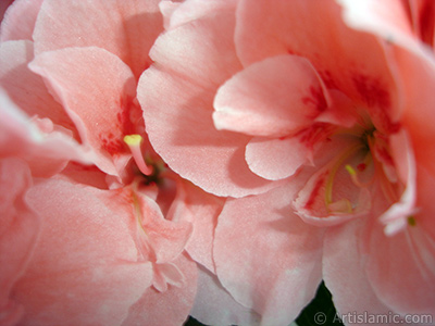 Pembe aelya iei resmi. <i>(Ailesi: Ericaceae, Tr: Rhododendron, Azalea)</i> <br>ekim Tarihi: Nisan 2010, Yer: stanbul-Annemin iekleri, Fotoraf: islamiSanat.net