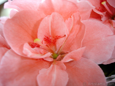 Pembe aelya iei resmi. <i>(Ailesi: Ericaceae, Tr: Rhododendron, Azalea)</i> <br>ekim Tarihi: Nisan 2010, Yer: stanbul-Annemin iekleri, Fotoraf: islamiSanat.net