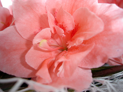 Pink color Azalea -Rhododendron- flower. <i>(Family: Ericaceae, Species: Rhododendron, Azalea)</i> <br>Photo Date: April 2010, Location: Turkey/Istanbul-Mother`s Flowers, By: Artislamic.com