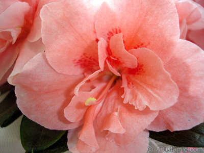 Pink color Azalea -Rhododendron- flower. <i>(Family: Ericaceae, Species: Rhododendron, Azalea)</i> <br>Photo Date: April 2010, Location: Turkey/Istanbul-Mother`s Flowers, By: Artislamic.com