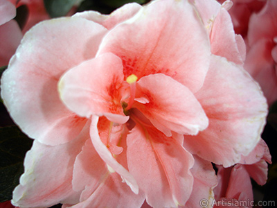 Pink color Azalea -Rhododendron- flower. <i>(Family: Ericaceae, Species: Rhododendron, Azalea)</i> <br>Photo Date: April 2010, Location: Turkey/Istanbul-Mother`s Flowers, By: Artislamic.com