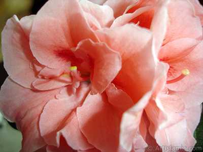 Pink color Azalea -Rhododendron- flower. <i>(Family: Ericaceae, Species: Rhododendron, Azalea)</i> <br>Photo Date: April 2010, Location: Turkey/Istanbul-Mother`s Flowers, By: Artislamic.com