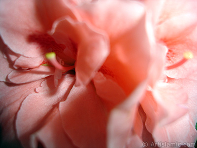 Pink color Azalea -Rhododendron- flower. <i>(Family: Ericaceae, Species: Rhododendron, Azalea)</i> <br>Photo Date: April 2010, Location: Turkey/Istanbul-Mother`s Flowers, By: Artislamic.com