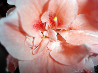 Pembe aelya iei resmi. <i>(Ailesi: Ericaceae, Tr: Rhododendron, Azalea)</i> <br>ekim Tarihi: Nisan 2010, Yer: stanbul-Annemin iekleri, Fotoraf: islamiSanat.net