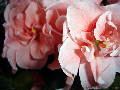 Pink color Azalea -Rhododendron- flower. <i>(Family: Ericaceae, Species: Rhododendron, Azalea)</i> <br>Photo Date: April 2010, Location: Turkey/Istanbul-Mother`s Flowers, By: Artislamic.com