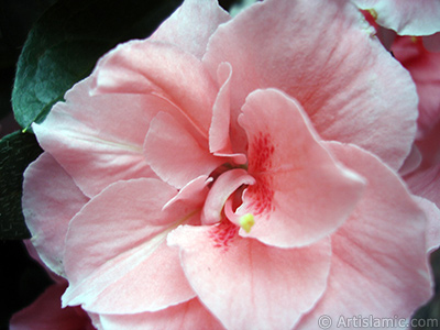 Pink color Azalea -Rhododendron- flower. <i>(Family: Ericaceae, Species: Rhododendron, Azalea)</i> <br>Photo Date: April 2010, Location: Turkey/Istanbul-Mother`s Flowers, By: Artislamic.com